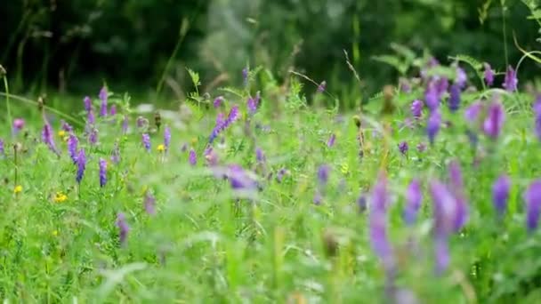 Bellissimi Fiori Selvatici Crescono Pascolo Verde Erba Succulenta Prato Alpino — Video Stock
