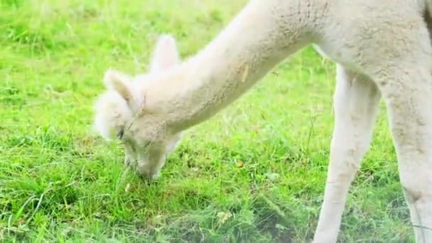 Cute White Llama Grazes Mountains Appetizingly Chews Grass Green Pasture — Stock Video