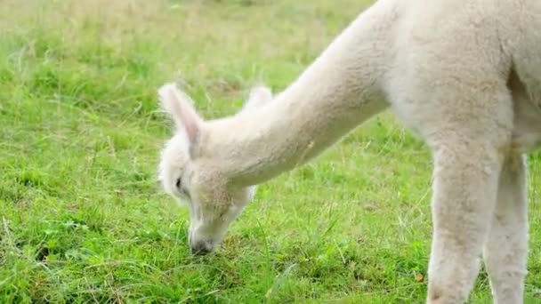 Lindos Pastos Llamas Blancas Las Montañas Apetitosamente Mastica Hierba Pasto — Vídeos de Stock