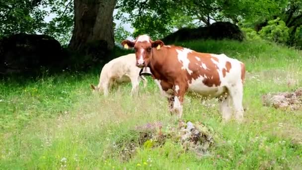 Piękna Pulchna Brązowa Krowa Przyjemnie Żująca Trawę Zielonym Pastwisku Soczysta — Wideo stockowe