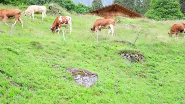 Hermosa Vaca Marrón Regordeta Apetitosamente Masticar Hierba Pasto Verde Hierba — Vídeos de Stock