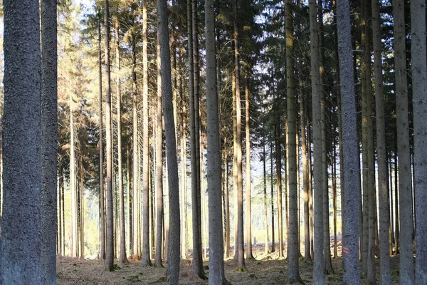 Vegyes Erdő Taunus Hegység Németország Patak Napfény Világítja Fák Koncepció — Stock Fotó