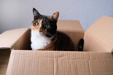 Koyu kahverengi kedi evde boş bir karton kutuda oturuyor, oyunlar, oyun konsepti ve boş evcil hayvanlar, hayvanlara bakıcılık ve bakıcılık.