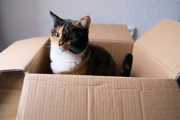 dark brown cat sits at home in an empty cardboard box, plays, the concept of games and leisure pets, keeping and caring for animals