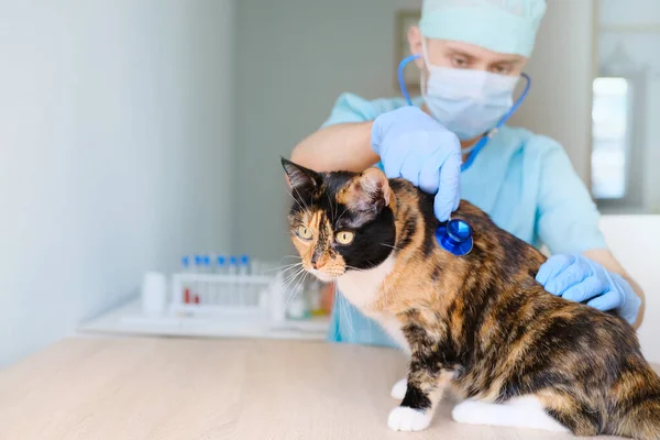 Medico Sesso Maschile Veterinario Maschera Con Uno Stetoscopio Clinica Veterinaria — Foto Stock