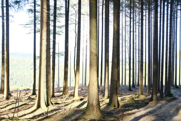 Floresta Pinheiros Taunus Montanhas Alemanha Fluxo Luz Solar Ilumina Árvores — Fotografia de Stock
