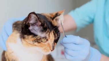 Erkek doktor, maskeli veteriner, veterinerlik kliniğinde steteskopla evcil kedinin muayenesi ve tıbbi muayenesi, tıbbi veteriner bakımı, hayvan sağlığı konsepti