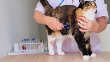 Veterinerlik kliniğinde steteskop kullanan kadın doktor koyu renk evcil kedi, tıbbi veteriner bakımı, hayvan sağlığı konsepti üzerinde muayene ve tıbbi muayene yapar.