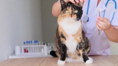 Veterinerlik kliniğinde steteskop kullanan kadın doktor koyu renk evcil kedi, tıbbi veteriner bakımı, hayvan sağlığı konsepti üzerinde muayene ve tıbbi muayene yapar.