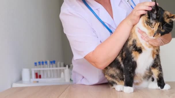 女性医師獣医院の聴診器を持つ獣医師は国内の暗い猫の検査と医学検査 医療の概念 ペットの健康を行っています — ストック動画