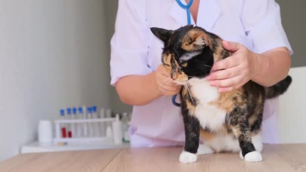 Médico Feminino Veterinário Com Estetoscópio Clínica Veterinária Realiza Exame Exame — Vídeo de Stock