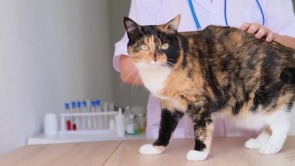 수의사 병원에서 청진기를 가지고 의사는 집고양이에 검사와 의료상의 — 비디오
