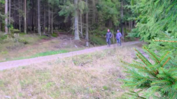 Два Человека Гуляют Лесу Рюкзак Спине Концепция Охраны Природы Экологический — стоковое видео