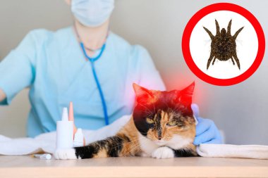 Erkek doktor, maskeli veteriner, veterinerlik kliniğinde steteskopla evcil kedinin muayenesi ve tıbbi muayenesi, tıbbi veteriner bakımı, hayvan sağlığı konsepti