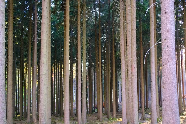 Dennenbos Taunus Duitsland Stroom Van Zonlicht Verlicht Bomen Concept Van — Stockfoto