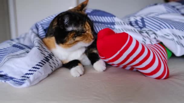 女孩和她的猫睡在床上的毛毯下 红条袜子 关心的概念 健康的睡眠 与心爱的宠物的日常生活 — 图库视频影像