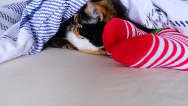 Girl Sleeping Bed Blanket Her Cat Red Striped Socks Concept — Stock Video