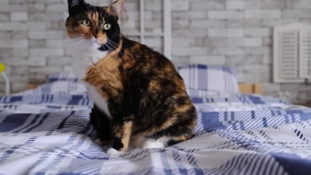 Beautiful Adult Domestic Cat Proudly Lies Rug Looks Concept Keeping — Stock Video