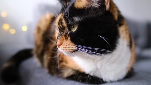 Kucing Domestik Dewasa Yang Cantik Dengan Bangga Berbaring Karpet Melihat — Stok Video