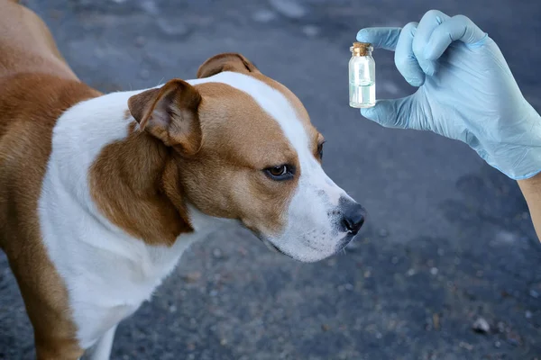 Uomo Medico Tiene Fuori Medicina Grande Cane Bianco Con Macchie — Foto Stock