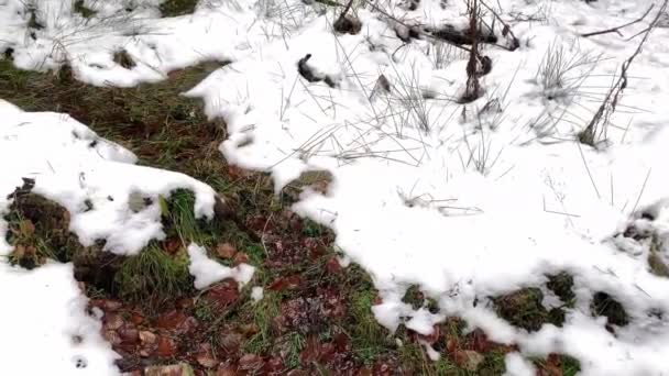 Wandelen Winter Bos Stroom Sneeuw Besneeuwde Weide Concept Van Aankomst — Stockvideo