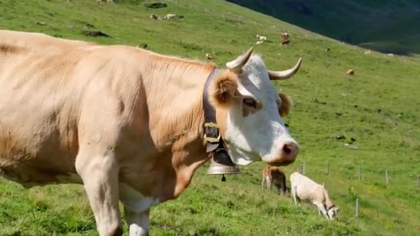 Hermoso Becerro Joven Marrón Apetitosamente Masticar Hierba Pasto Verde Hierba — Vídeos de Stock