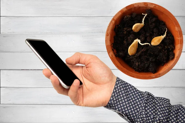 Mann Fotografiert Telefon Gekeimte Samen Feuchter Erde Einem Keramiktopf Gepflanzte — Stockfoto