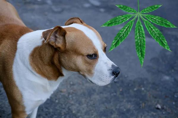 Grünes Blatt Marihuana Großaufnahme Gesicht Eines Großen Hundes Konzept Der — Stockfoto