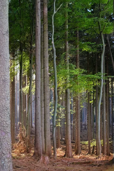 Bosque Mixto Las Montañas Taunus Alemania Corriente Luz Solar Ilumina —  Fotos de Stock