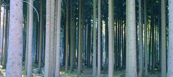 Foresta Mista Montagne Taunus Germania Flusso Luce Solare Illumina Gli — Foto Stock