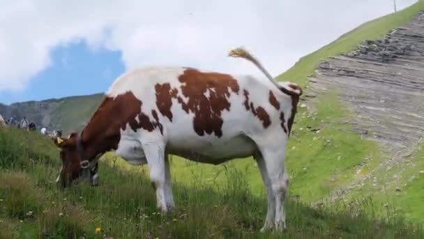 Hermosa Vaca Marrón Regordeta Sin Cuernos Apetitosamente Masticar Hierba Pasto — Vídeos de Stock