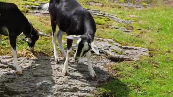 Dos Cabras Negras Sin Cuernos Apetitosamente Masticando Hierba Pasto Verde — Vídeos de Stock