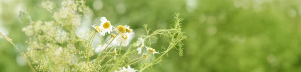 long panoramic photo of blooming meadow daisies, camellias in a green summer field, natural, environmental concept, background for the designer for postcards, wallpapers, blurred bokeh banner