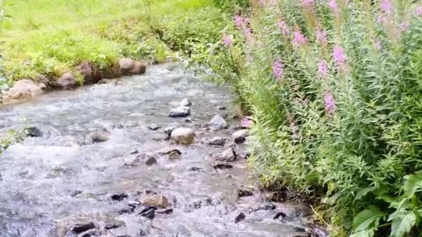 Flusso Potente Acqua Pulita Scorre Rapidamente Lungo Fiume Montagna Spruzzi — Video Stock