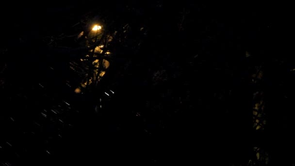 漆黑的夜晚 光秃秃的树枝 白雪落在地上 天气预报的概念 季节变化 — 图库视频影像