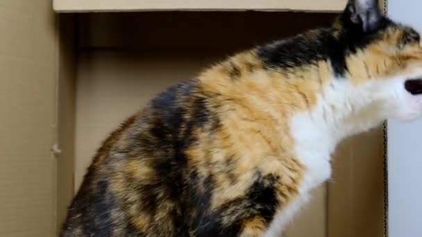 Hermoso Gato Doméstico Oscuro Sienta Una Caja Cartón Muerde Mano — Vídeo de stock