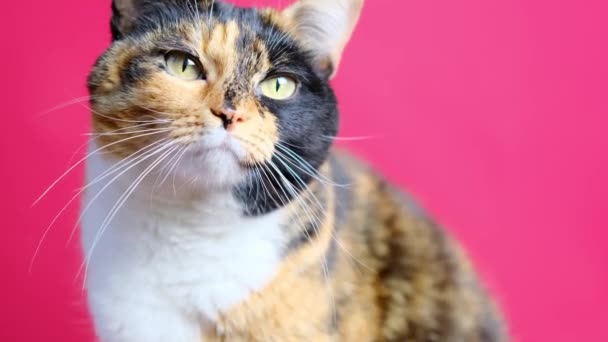 Erwachsene Hauskatze Sitzt Stolz Auf Rotem Hintergrund Schaut Sich Das — Stockvideo
