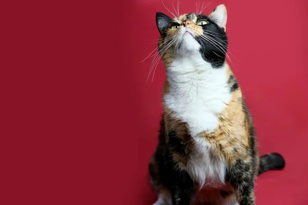 赤い背景に誇らしげに座っている大人の国内猫は 周りを見て 4本足のペット 獣医師 動物への愛を保つという概念 — ストック写真