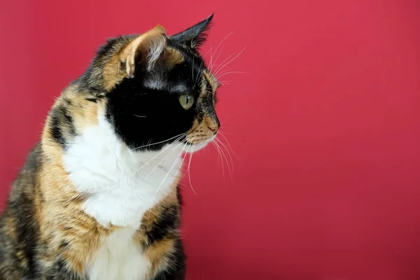 Belo Gato Doméstico Adulto Orgulhosamente Sentado Fundo Vermelho Olha Volta — Fotografia de Stock