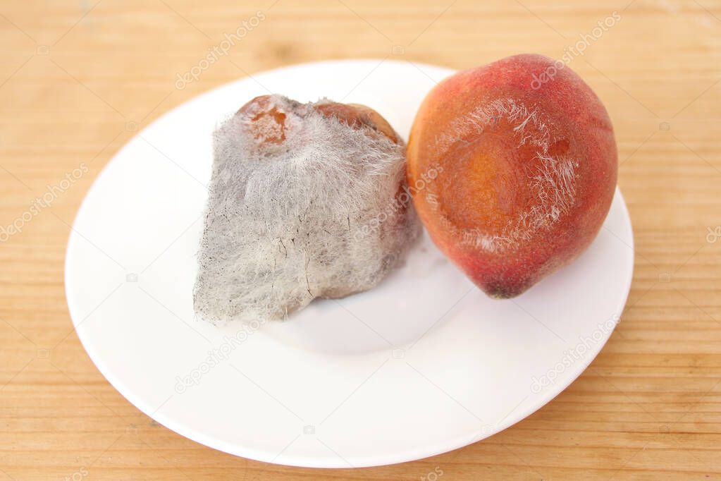 spoiled overripe peaches covered with white mold fibers lie on a white plate, the concept of expired fruits, the correct conditions and shelf life of fruits