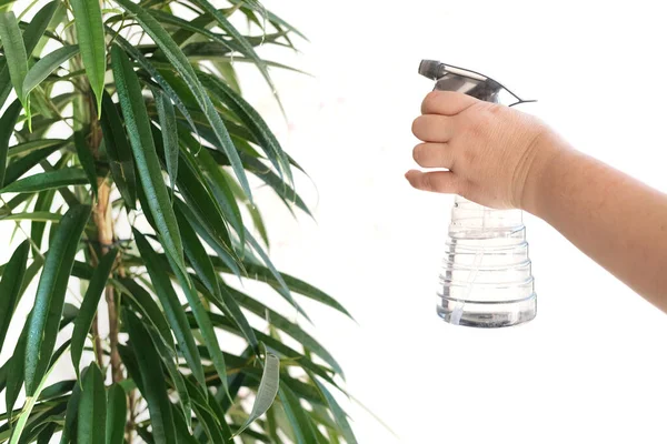 female hand sprays water Ficus Alii, binnendijkii, green leaves close-up on light background, long leaf plates in drops, concept of caring for houseplants, ecology, phytosynthesis at home, in office