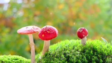 Tüylü yeşil yosun, kırmızı sinekler, sonbahar yaprakları, arka planda güzel bulanık doğal manzara, orman havası, yaprak düşüşü.