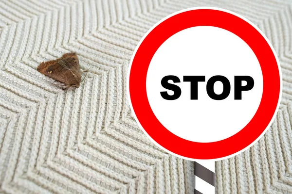 brown insect, Clothes moth, sitting on a white woolen sweater, red STOP sign, selective focus, pest concept, destruction and damage to clothes in the house