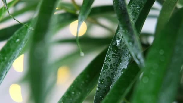 Tropikal Yağmur Etkisi Ficus Alii Nin Üzerine Düşen Damlalar Binnendijkii — Stok video