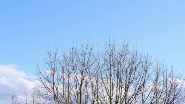 Błękitne Wiosenne Niebo Białe Chmury Latają Ptaki Cienkie Gałęzie Drzew — Wideo stockowe