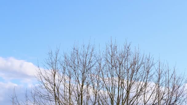 Блакитне Весняне Небо Білі Хмари Літають Птахи Тонкі Гілки Дерев — стокове відео