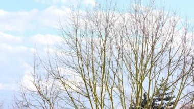 Mavi bahar gökyüzü, beyaz bulutlar uçuşuyor, kuşlar, ince ağaç dalları rüzgarda sallanıyor, bahar günü konsepti, doğa uyanıyor, rüzgarlı hava