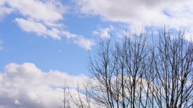 Mavi bahar gökyüzü, beyaz bulutlar uçuşuyor, kuşlar, ince ağaç dalları rüzgarda sallanıyor, bahar günü konsepti, doğa uyanıyor, rüzgarlı hava