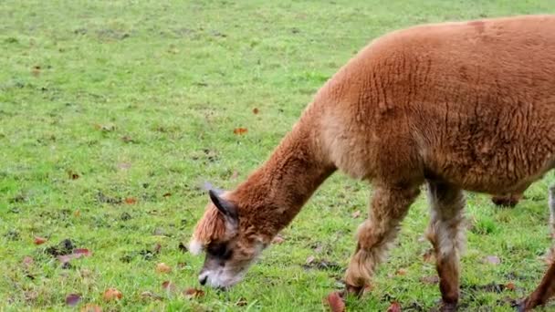 Adorável Lama Marrom Pastoreia Prado Verde Outono Inverno Apetitosamente Mastiga — Vídeo de Stock