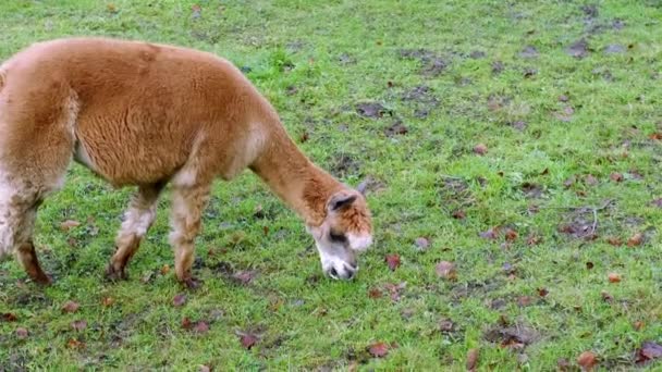 Adorables Pastos Llamas Marrones Prado Verde Otoño Invierno Mastica Apetitosamente — Vídeos de Stock